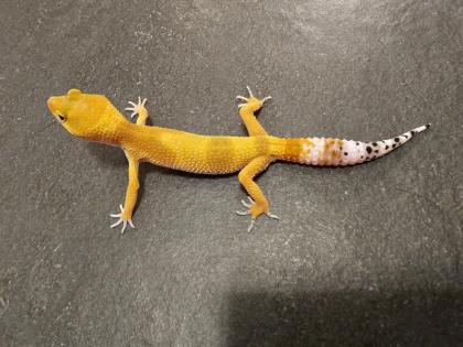 Biete Leopardgecko Nachzuchten 2024 und 2024 (Eublepharis macularius) bei Hambur