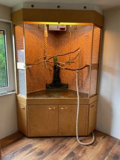 Suche möglichst alte Weißstirn-Amazonen-Henne