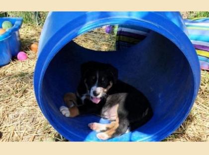 Border Collie Labrador Drahthaar Mix Welpen 