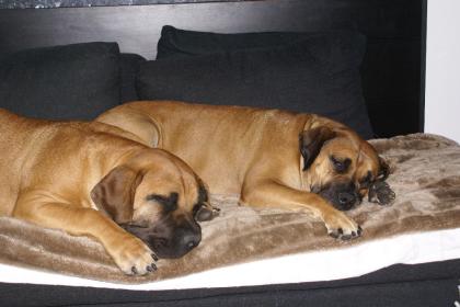 South African Boerboel Welpen