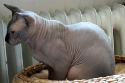 Canadian Sphynx Deckkater