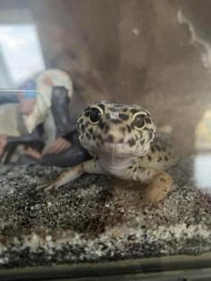 Leopardgeckos