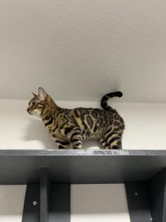 Bengal Paar (Katze/Kater)