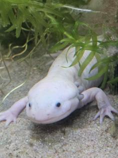 Axolotl zu verschenken