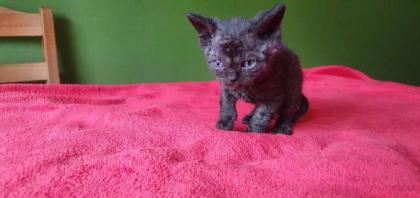 Selkirk Rex - superflauschig bis lockig -sucht Dich! Zulu