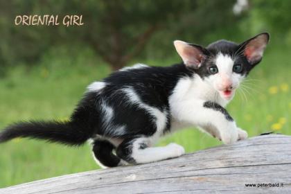 Oriental and Seychellois kittens ! for good price