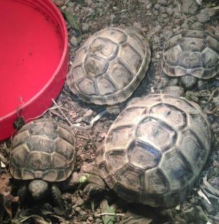 Maurische Landschildkröten (Testudo graeca ibera)