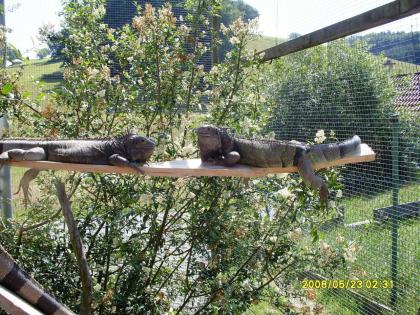 Maurische Landschildkröten, Testudo graeca ibera eigene Nachzuchten von 2024, 22
