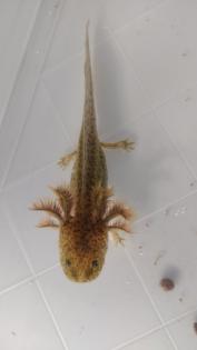 Axolotl aus eigener Zucht