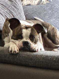 Boxer/Bully Hündin