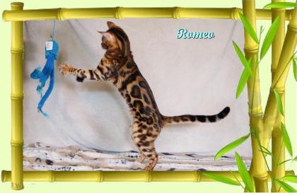 Exklusiver und pfiffiger Bengal Kater, Donat Rosetten, Eyecatcher, unkastriert!