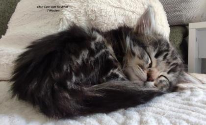 Norwegische Waldkatzen vom Strukhof haben Kitten.