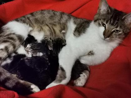 Katzenbabys Kitten