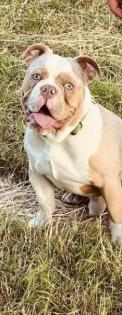 Englische Bulldogge