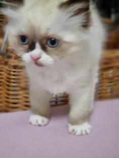 Ragdoll Kitten aufgabebereit