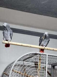 Graupapageienpaar (3Jahre) mit großem Käfig und Zubehör