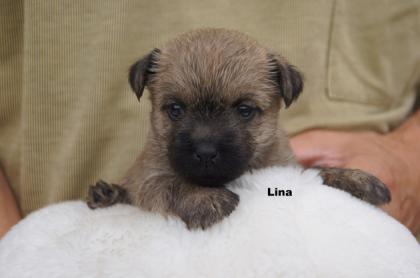 Cairn Terrier Welpen