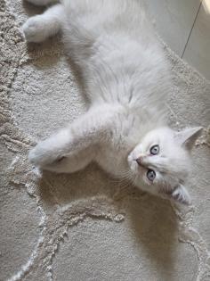 BKH Kitten Abgabebereit