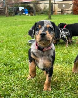 Australian Shepherd-Deutscher Pinscher-Welpen