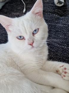 Reinrassiger weisser BKH deckkater mit blauen Augen sucht nette Katzendame:)