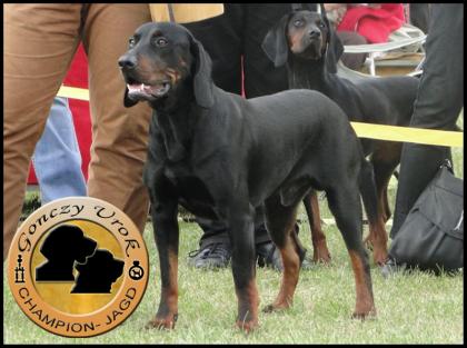 Welpen GONCZY POLSKI Polnischer Laufhund Bracke Jagdhund mit Ahnentafel