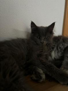 4 süsse Maine Coon