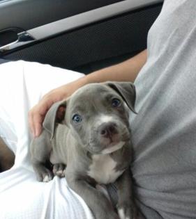 Amstaff Welpen blueliner