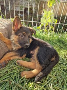 Schöne kräftige deutsche Schäferhundwelpen 