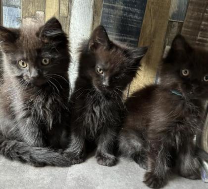 Maine Coon Babys - ModeraterTyp , fast 3 Monate alt.