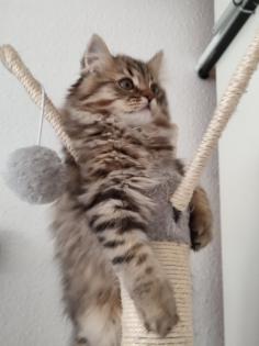 4 Süßes BKH und BLH-Kitten !