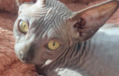 Sphynx Jungkatzen suchen ein liebevolles Zuhause