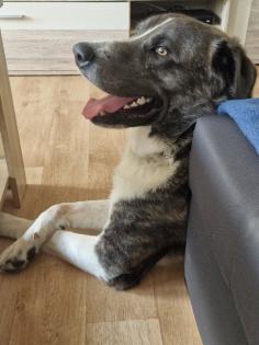 Maremanne  Herdenschutzhund Mix
