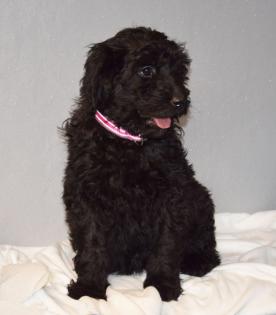 Zauberhafte Blackdoodle ( Goldendoodle) Welpen abzugeben