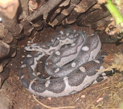 1.0 Kornnatter Anery Scaleless + Terrarium (Zubehör)