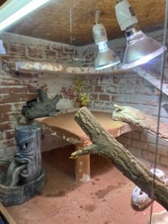 Drago ( Bartagame ) sucht neues Zuhause mit Terrarium