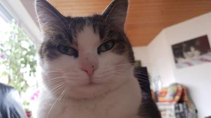 Katze sucht neues Zuhause