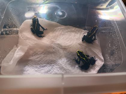 Dendrobates tinctorius nominat 0.3