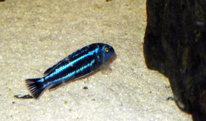 Melanochromis maingano