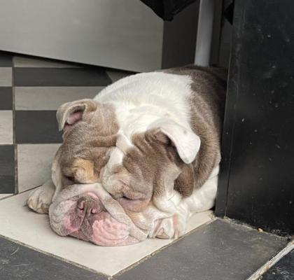 Englische Bulldogge Rüde 