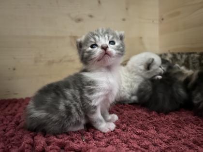 BKH Mix Kitten suchen liebevolles zuhause