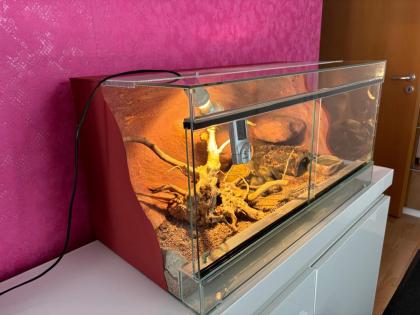 2 Leopardgeckos Damen mit Terrarium und Zubehör