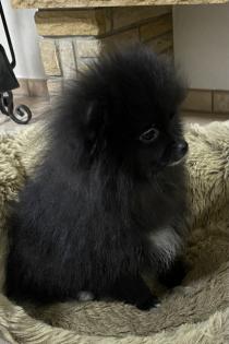 Zwergspitz Pomeranian Boo Ahnentafel