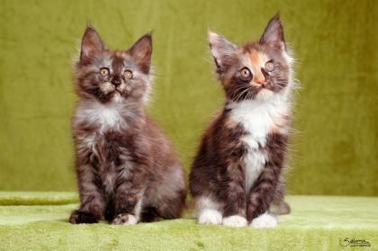 Maine coon Kitten  für Liebhaber