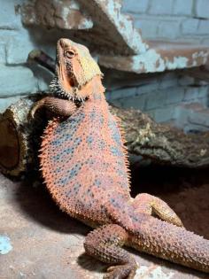 Drago ( Bartagame ) sucht neues Zuhause mit Terrarium