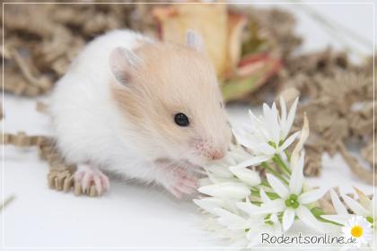 Zauberhafte, zahme Goldhamster und Teddyhamster