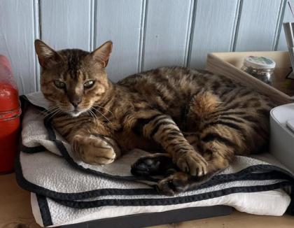 Bengal Kater sucht neuen Platz