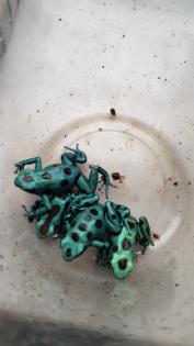 Diverse Nachzuchten verschiedener Dendrobaten Dendrobates Pfeilgiftfrösche Frösc