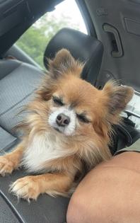 Chihuahua Deckrüde „Smokey“ sucht liebevolle Hündin