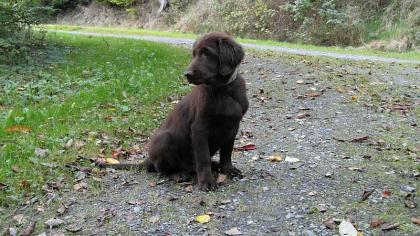 Flat coated Retriever in schwarz und braun abgabebereit