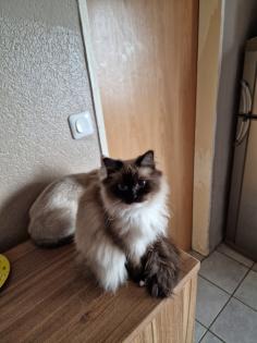 2 ragdoll mädels suchen ihr dosenöfner